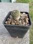 Preview: Encephalocarpus strobiliformis
